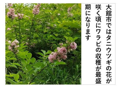 ワラビ  トロっトロな食感がクセになる＜約1000g＞(わらび、蕨)