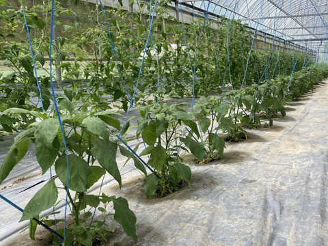 【1日1箱限定】激甘！ちびパプ【1㎏】＃栽培期間中農薬・化学肥料不使用