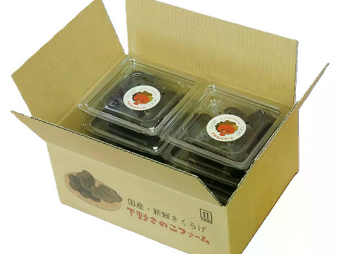 【栃木県産】生きくらげ300gと乾燥きくらげ30gセット【冬ギフト】にもピッタリ!!