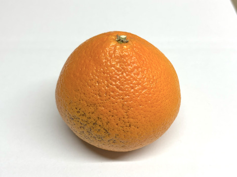 【訳あり】やみつきプリンセス3kg