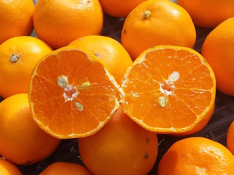 【はるみ小粒】糖度10度前後】４kg和歌山産(常温便)