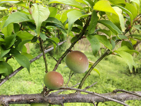 紀州南高梅　3kg　木熟梅　完熟梅　Ｂ級　２Ｌ　梅干し向け、梅ジャム、梅酒など　3キロ　生梅　予約　軽微な傷あり