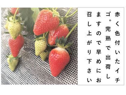 イチゴ 完熟で香り高い！＜揺りかごパック /１パック＞