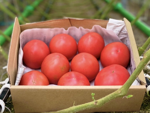 【ダブル】ずっしり❗️ジューシー❗️朝採り完熟トマト(規格外)