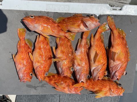 明日朝まで限定！捕れたて！カサゴ 約4kgオーバー 長崎県対馬市(内臓・鱗処理済)