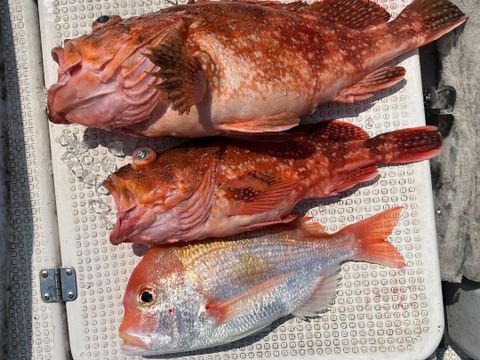 明日朝まで限定！捕れたて！カサゴ・レンコダイ約3kgオーバー 長崎県対馬市(内臓・鱗処理済)