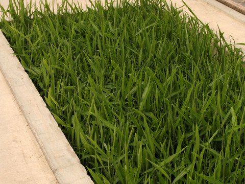 シャキッと爽やか！やわらか矢生姜（80ｇ）4パック　お味噌をつけて生でどうぞ。醤油漬けもおススメ