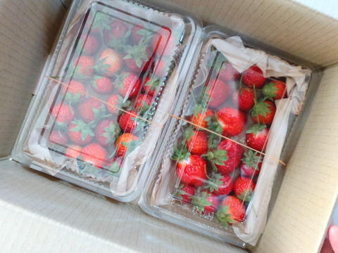 【まとめ買い用（チルド）】いちご３０個以上、２パック（19cm✕12.6cmのパック）🍓農薬、除草剤、化学肥料等一切不使用🍓昔懐かしいようないちご🍓ゆうパック翌日配送🍓※品種はお選びできません