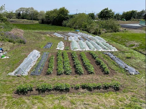 手間暇かけました【紅はるか】　サツマイモ　3kg 栽培期間中農薬不使用