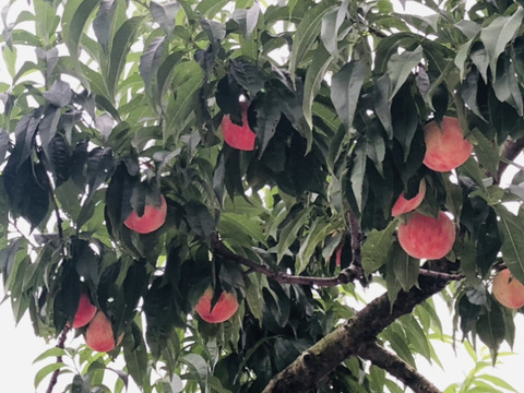 甘くてジューシー⭐︎桃源郷福島の『あかつき』（３kg箱12〜15個）【本州の方限定】