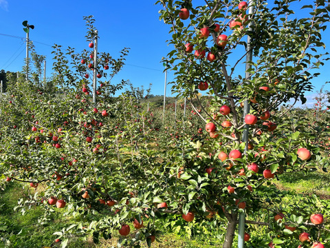 青森県産りんご　葉とらずりんご　高徳（こうとく）りんご　家庭用【3㎏　8～12個入り】