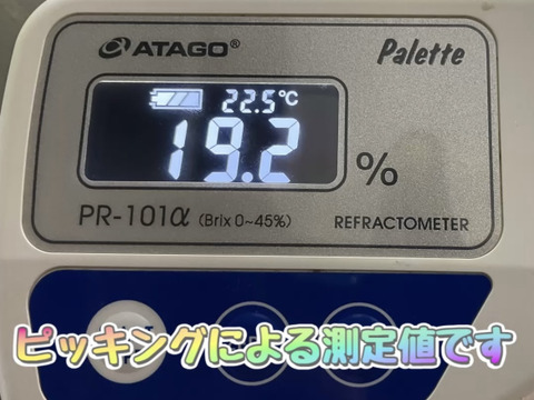 🔥タイムセールシ⑦■訳あり・小房・カット房■ 【シャインマスカット】2kg化粧箱