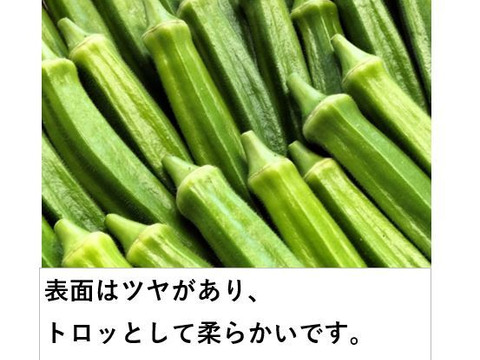 オクラ 柔らかトロうま！口の中で弾けるプチプチの種！＜20本/約250g＞