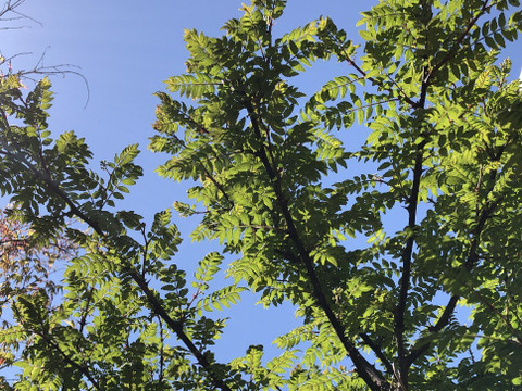 【春の味覚】山椒の新芽 山椒の葉　大容量1000枚以上　自然農法栽培 天ぷら　今年も新芽の季節になりました。香りの良い新芽を，サービスでその日に採れた季節の野菜と共にお入れしてお届け致します