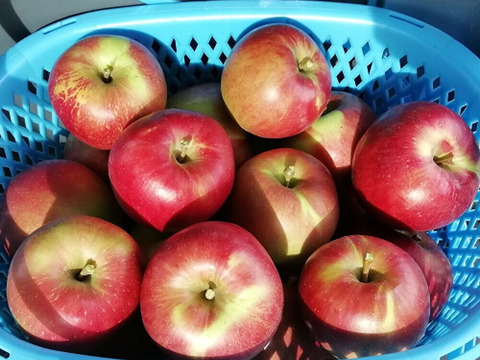 【収穫即日発送】サンつがる　家庭用　約1.5キロ【葉とらず】JA基準より60％減の低農薬栽培