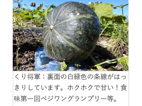 くり将軍★栗カボチャ界の征夷大将軍！（約3.5g 2-3玉 ）