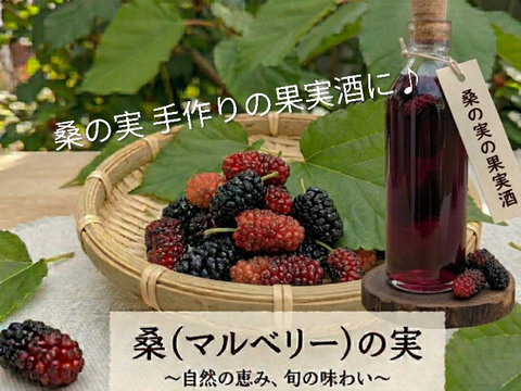 桑の実☆冷凍☆農薬等不使用☆自然栽培☆30個入り☆マルベリーの実☆スーパーフードマルベリー☆ヤマト連携冷凍便でお届け※数に限りがございますのでお一人様１袋分のみのご注文となります※桑の葉は含まれません