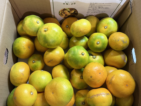 ［6kg］秋みかんの食べ比べセット（YN-26・日南1号）・極早生みかん（大小混合）