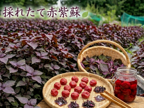 赤紫蘇 茎付きの葉10本以上（約140g）赤しそ 赤じそ（約25cm）農薬除草剤等不使用🏣ゆうパック◆※常温発送
