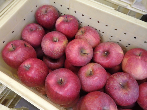 【少量追加！】サンふじ＋ぐんま名月　家庭用　5キロ【葉とらず】JA基準より60％減の低農薬栽培　【りんご食べ比べ】