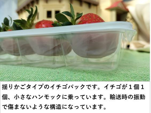 イチゴ 完熟で香り高い！＜揺りかごパック /１パック＞