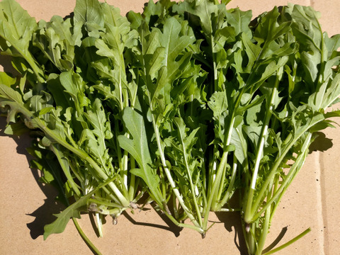 ごまの香り ルッコラ 500ｇ 250g 2パック ロケット 岡山県 蒜山高原産 化学農薬 化学肥料不使用 岡山県産 食べチョク 農家 漁師の産直ネット通販 旬の食材を生産者直送