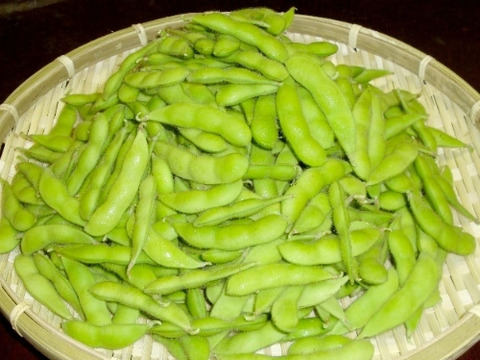 茶豆風味の枝豆～湯あがり娘（１.５kg）