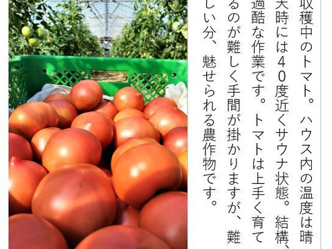 トマト 木生りで赤熟！コク深い旨み＜2800g＞