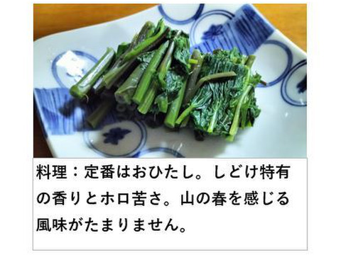 しどけ 雪国の香り！瑞々しい山菜の女王（モミジガサ） 約200g