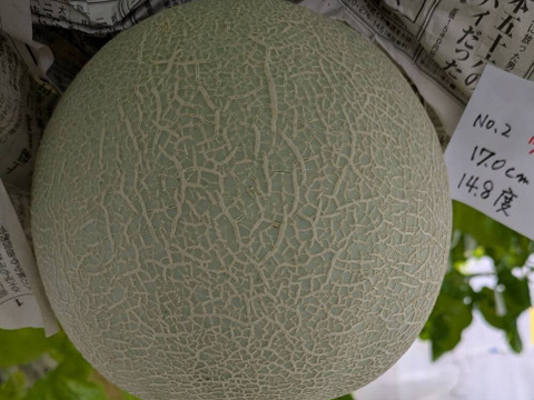 【10月末～収穫！！秋に美味しいメロンが食べられる！！】いつでも甘くておいしい大玉最高級メロン！「大利根ロマン 」予約