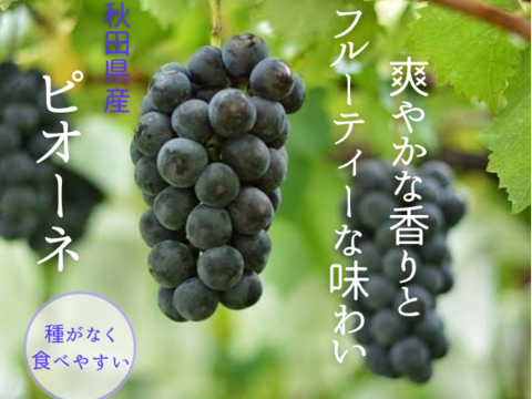 シャインマスカット ピオーネ セット4パック入り  皮ごとガブっと 秋田県産 ハロウィン お菓子 ケーキ プレゼント 誕生日  ギフト お取り寄せ ぶどう 葡萄 パック