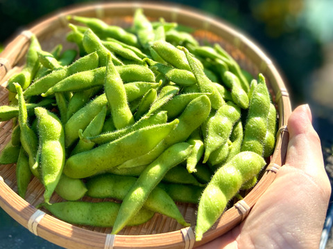 【夏の福袋】お腹いっぱい枝豆を食べよう！茶豆風味の【英】