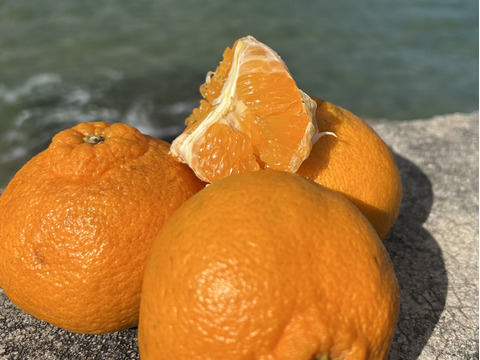 【プチプチ食感♪ しらぬい（デコポン同品種） 】【果汁に満足！】甘みが強く酸味が苦手な方も！しらぬいみかん約５㎏ 瀬戸内の離島より！果汁たっぷり品種をお届け✨