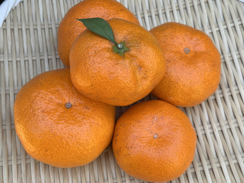 【最終出荷】『青島』温州みかん5㎏ サイズミックス（１㎏あたり7-9個） 湯河原産