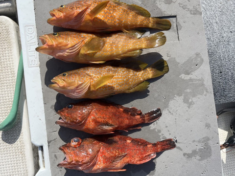 明日朝まで限定！捕れたて！アコウ・カサゴ 約2.5kgオーバー 長崎県対馬市(内臓・鱗処理済)