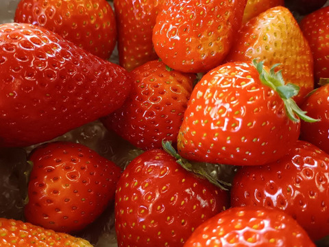 栃木県産とちあいか！たっぷり約1kg！規格外のため格安！甘くて酸味が少ない品種です！