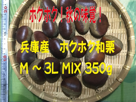 兵庫産  ホクホク 和栗M～3L（350ｇ）