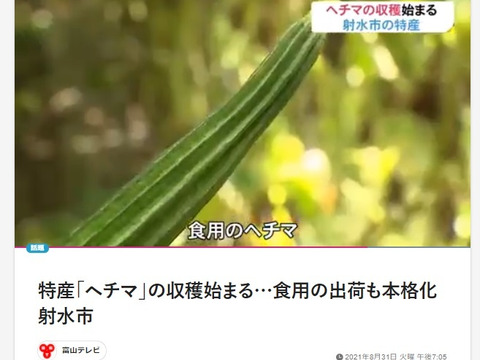 食用へちま 「 十角（とかど）へちま 」（5本組）チャンプルにおすすめ！