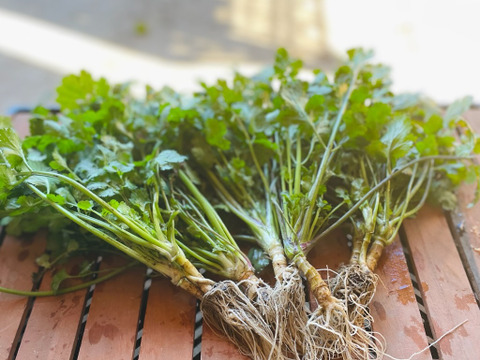 【常温便】お試し60サイズ★香り豊かな根付きパクチー保存説明付き