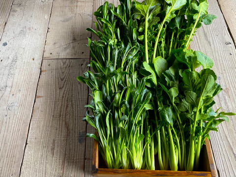 🌿京野菜食べ比べセット🌿【有機JAS畑菜&壬生菜各750g合計1.5kg‼️】市場には出回らないけど美味！京都人オススメの、畑菜‼️水菜とは違う濃厚な旨味、壬生菜‼️一度で嬉しい食べ比べセット