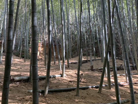 【京都産】朝掘り京たけのこ（大ぶりサイズ）｜食べ応えしっかり満足サイズ