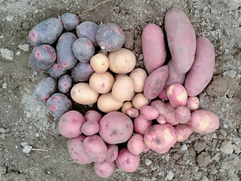 やっちゃん農園のじゃが芋 ４〜５種類 食べ比べセット