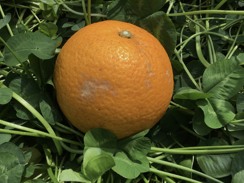 採れたてお届け！清見オレンジ1kg&爽やか八朔1kgセット【農薬不使用】