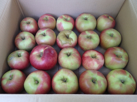 サンつがる　加工用（生食も可）　約10キロ【葉とらず】JA基準より60％減の低農薬栽培