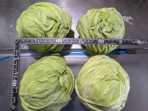 キャベツ、ダイコン、リンゴ