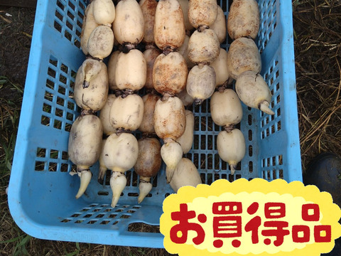 3月の特別割引　訳アリ　茨城県産 れんこん 4キロ　常温便　蓮根　レンコン
