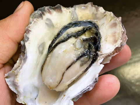 訳あり小粒　殻付牡蠣　　能登産　　約 4 kg（約35～55個)   加熱用