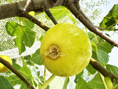 熟して甘い！岡山県産イチジク（約1.5kg、4パック）
