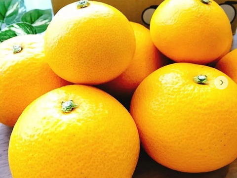 自慢の八朔『サイズ混合』8kg（箱込）