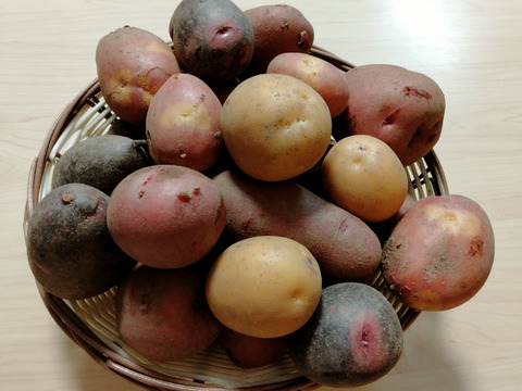 やっちゃん農園のじゃが芋 ４〜５種類 食べ比べセット